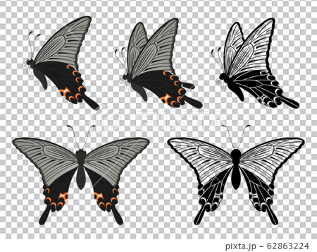 オナガアゲハのイラスト_クロアゲハ_セット 62863224