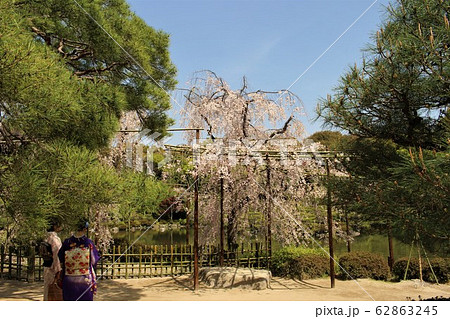 平安神宮の桜と着物女子 62863245