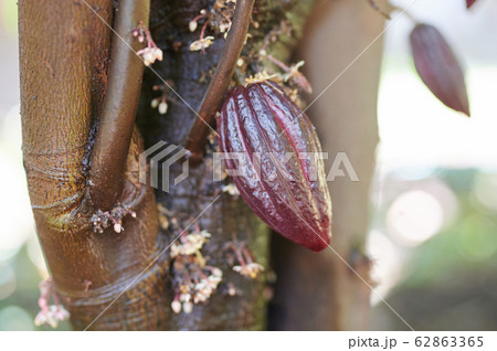 Red cacao pod Red cacao pod 62863365
