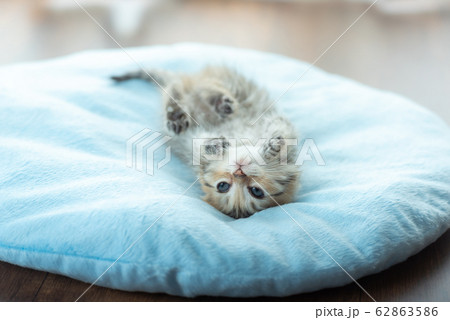 Cute kitten in home 62863586
