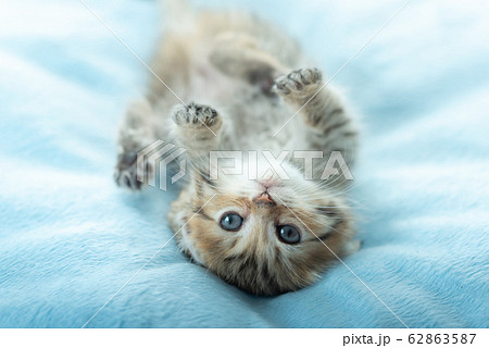 Cute kitten in home 62863587