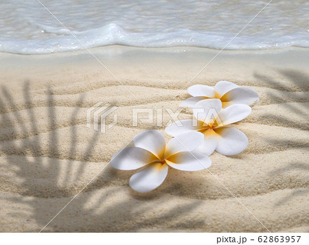 Three tiare flowers on the beach in the palm Three tiare flowers on the beach in the palm 62863957