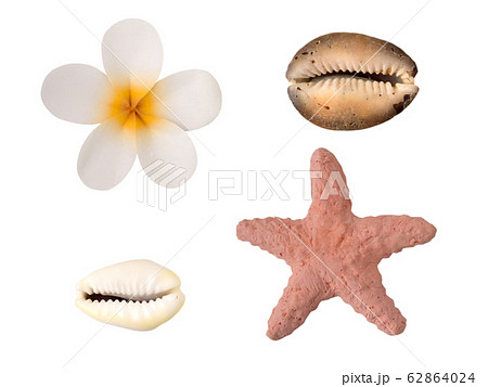 Tiare flower, starfish and shells isolated on Tiare flower, starfish and shells isolated on 62864024