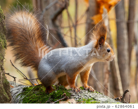 Cute squirrel sitting on birch tree. Wild curious rodent is staring in camera. Autumn forest background. Cute squirrel sitting on birch tree. Wild curious rodent is staring in camera. Autumn forest background. 62864061