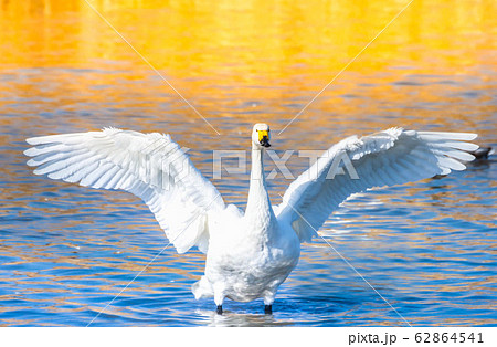 翼を広げた白鳥の写真素材