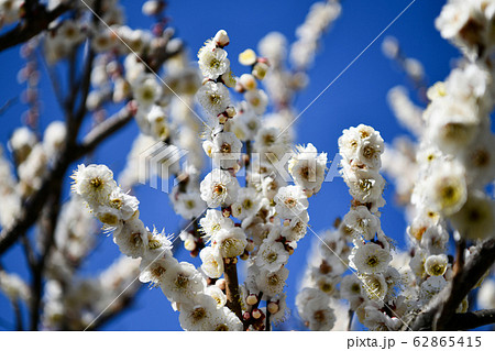 梅の花 62865415