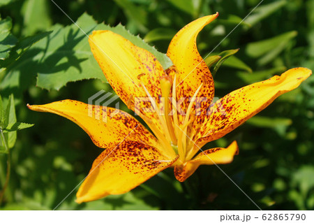Orange lily flowers against the background of dark green grass.Beautiful abstract pattern with red orange lily . Nature floral background. Beautiful arrangement. 62865790