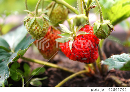 Organic strawberry fields, red, green strawberry berries grow. Macro, closeup. Spring season. Strawberry half. Summer season. Organic strawberry fields, red, green strawberry berries grow. Macro, closeup. Spring season. Strawberry half. Summer season. 62865792
