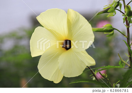 大きなトロロアオイの花　 62866781