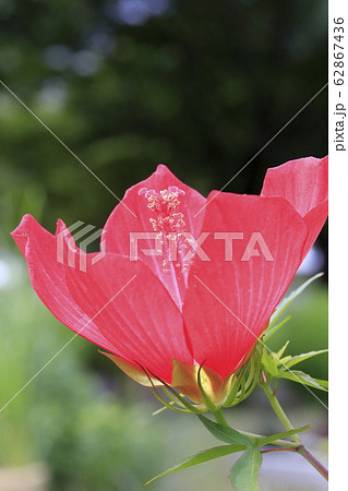 真っ赤なモミジアオイの花 の写真素材