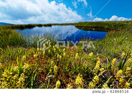 キンコウカ咲く夏の平ヶ岳・姫ノ池 キンコウカ咲く夏の平ヶ岳・姫ノ池 62868516