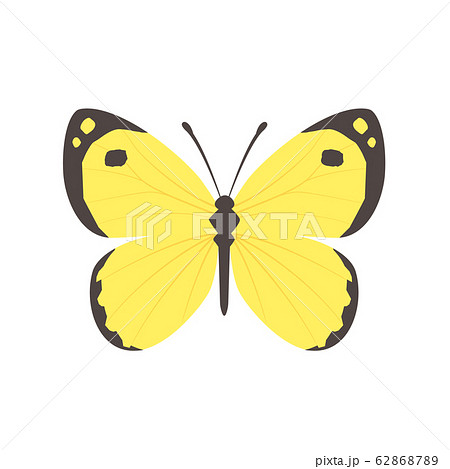 ★希少★真作★森天飛★葉蝶 モンキチョウ★★サイン有り モンキチョウのイラスト素材 [62868789] - PIXTA