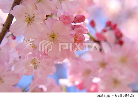 満開の思川桜 栃木県 小山市 の写真素材
