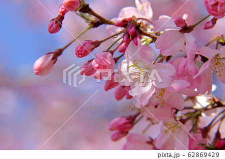 満開の思川桜 ( 栃木県 小山市 )の写真素材 [62869429] - PIXTA