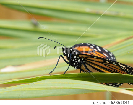 葉にとまるオオカバマダラ 62869841