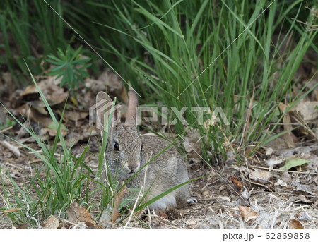 草の間でじっとしているウサギ 62869858