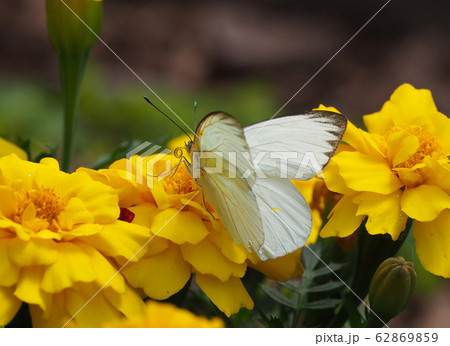 黄色いマリーゴールドの花の上にとまるミナミシロチョウ 62869859
