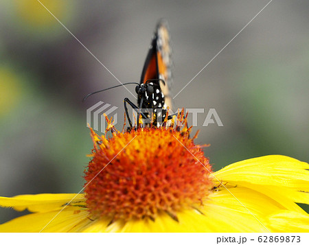 黄色の花の蜜を吸うオオカバマダラのアップ 62869873