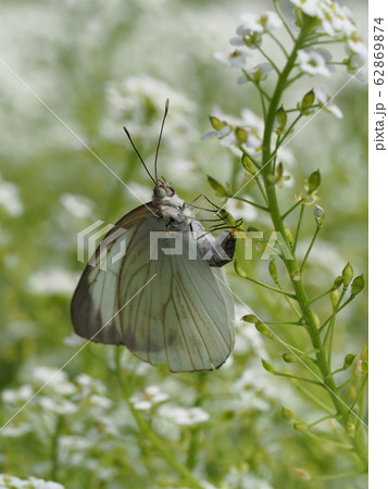 アブラナ科の植物に産卵するミナミシロチョウ 62869874