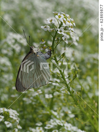 植物に産卵するミナミシロチョウ 62869877
