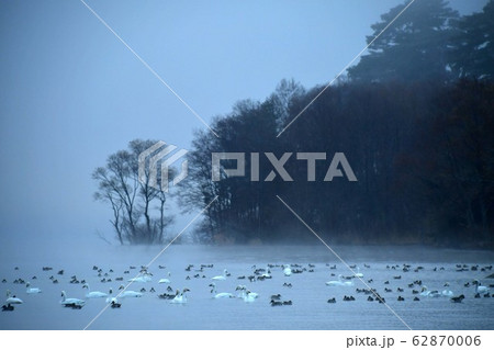 猪苗代の白鳥 猪苗代の白鳥 62870006