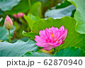 ＬＯＴＵＳ 62870940