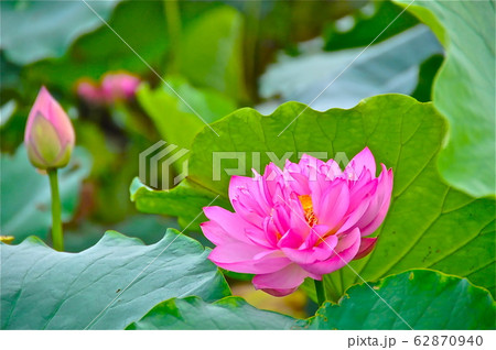 ＬＯＴＵＳ 62870940