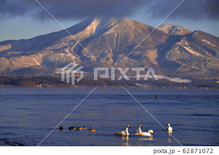 猪苗代の白鳥 猪苗代の白鳥 62871072