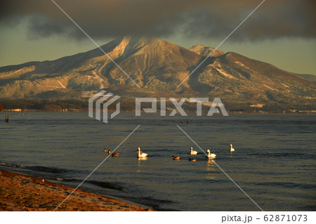 猪苗代の白鳥 猪苗代の白鳥 62871073
