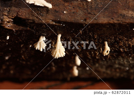 Tiny White Mushroom in rain season on moisture old 62872011
