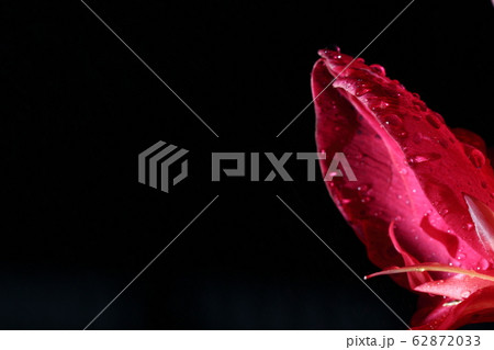 Macro Night Light Photography of tropical Pink Red 62872033