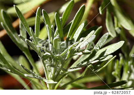 Night Light Photography of tropical plant tree 62872057