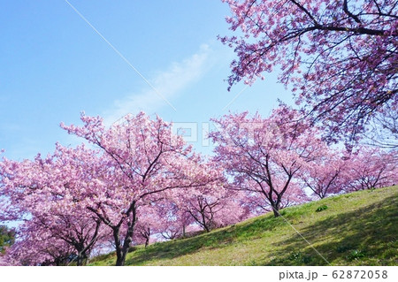 空と河津桜 空と河津桜 62872058