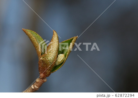 自然　植物　ナツグミ、三月初めの芽吹き。枝先の若葉の間に小さな蕾が覗いています 62872294