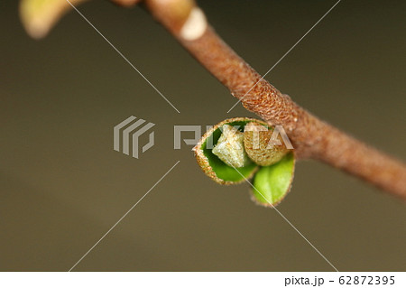 自然　植物　ナツグミ、三月初めの芽吹き。若葉の展開と同時に蕾ができています 62872395