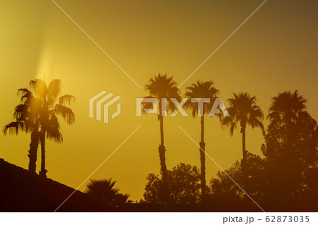 Various Sunsets with Silhouetted Palm Trees 62873035