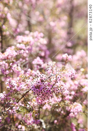 ジャノメエリカの花 ジャノメエリカの花 62873140