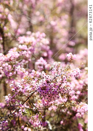 ジャノメエリカの花 ジャノメエリカの花 62873141