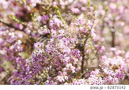 ジャノメエリカの花 ジャノメエリカの花 62873142
