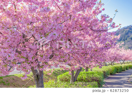 河津桜 河津桜 62873250