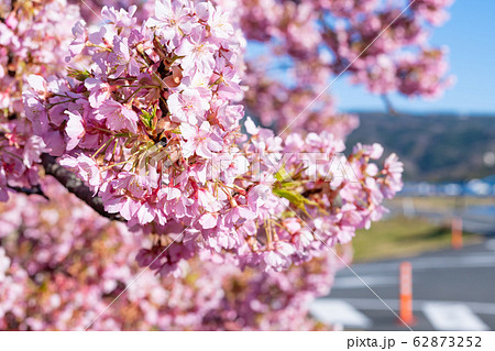 河津桜 62873252