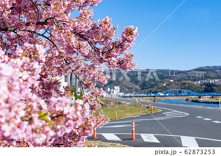 河津桜 62873253