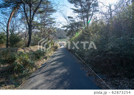 八丁湖 自然植物観察コース　埼玉県吉見町 62873254