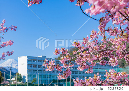 河津桜と校舎 春イメージ 河津桜と校舎 春イメージ 62873294