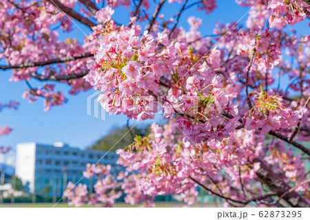 河津桜と校舎 春イメージ 河津桜と校舎 春イメージ 62873295