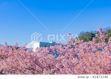 河津桜と校舎　春イメージ 62873296