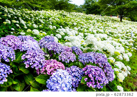 埼玉県幸手市 権現堂堤　満開のアジサイ 62873362
