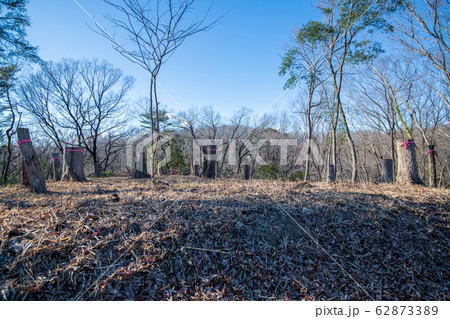 八丁湖 自然植物観察コース 埼玉県吉見町 八丁湖 自然植物観察コース 埼玉県吉見町 62873389