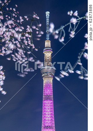 都市風景 夜景 夜桜と東京スカイツリーの写真素材