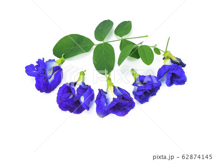 Butterfly pea flower isolated on white background. 62874145